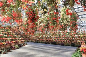 なばなの里　ベゴニアガーデン　4月　三重県桑名市の観光・撮影スポットの画像と写真なばなの里　ベゴニアガーデン　4月　三重県桑名市の観光・撮影スポットの画像と写真
