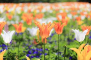 なばなの里　チューリップ　4月　三重県桑名市の観光・撮影スポットの画像と写真
