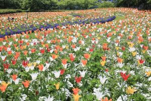 なばなのなばなの里　チューリップ　4月　三重県桑名市の観光・撮影スポットの画像と写真