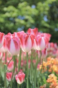 なばなの里　チューリップ　4月　三重県桑名市の観光・撮影スポットの画像と写真
