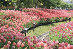 なばなの里　チューリップ　4月　三重県桑名市の観光・撮影スポットの画像と写真