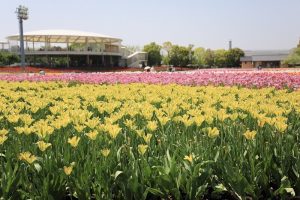 なばなの里　チューリップ　4月　三重県桑名市の観光・撮影スポットの画像と写真