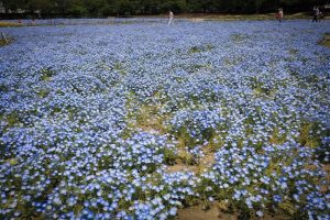 なばなの里　ネモフィラ　4月　三重県桑名市の観光・撮影スポットの画像と写真