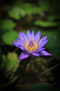 なばなの里　4月　三重県桑名市の観光・撮影スポットの画像と写真