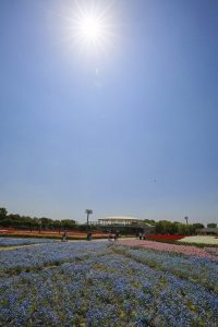 なばなの里　チューリップ　4月　三重県桑名市の観光・撮影スポットの画像と写真