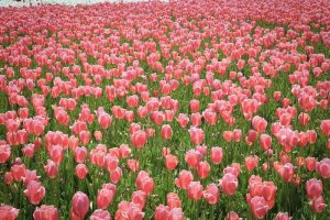 なばなの里　チューリップ　4月　三重県桑名市の観光・撮影スポットの画像と写真