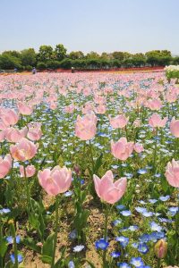 なばなの里　チューリップ　4月　三重県桑名市の観光・撮影スポットなばなの里　チューリップ　4月　三重県桑名市の観光・撮影スポットの画像と写真