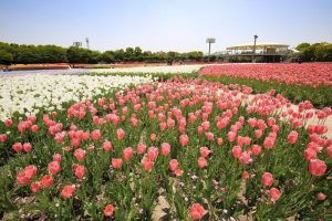 なばなの里　チューリップ　4月　三重県桑名市の観光・撮影スポットの画像と写真なばなの里　チューリップ　4月　三重県桑名市の観光・撮影スポットの画像と写真