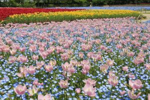 なばなの里　チューリップ　4月　三重県桑名市の観光・撮影スポットの画像と写真