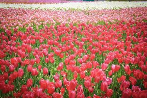 なばなの里　チューリップ　4月　三重県桑名市の観光・撮影スポットの画像と写真