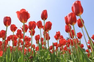 なばなの里　チューリップ　4月　三重県桑名市の観光・撮影スポットの画像と写真なばなの里　チューリップ　4月　三重県桑名市の観光・撮影スポットの画像と写真