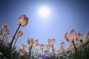なばなの里　チューリップ　4月　三重県桑名市の観光・撮影スポットの画像と写真なばなの里　チューリップ　4月　三重県桑名市の観光・撮影スポットの画像と写真