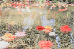 なばなの里　ベゴニアガーデン　4月　三重県桑名市の観光・撮影スポットの画像と写真