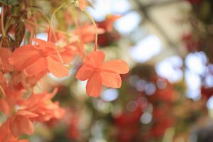 なばなの里　ベゴニアガーデン　4月　三重県桑名市の観光・撮影スポットの画像と写真