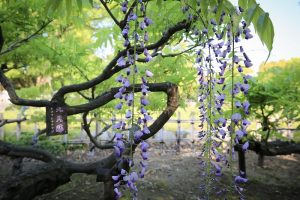 天王川公園　九尺藤　藤まつり　愛知県津島市の観光・撮影スポットの画像と写真