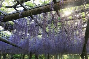 天王川公園　藤まつり　愛知県津島市の観光・撮影スポットの画像と写真