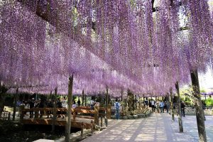 天王川公園　藤まつり　愛知県津島市の観光・撮影スポットの画像と写真