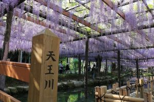 天王川公園　藤まつり　愛知県津島市の観光・撮影スポットの画像と写真