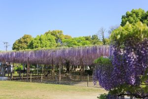 天王川公園　天翔の藤　藤まつり　愛知県津島市の観光・撮影スポットの画像と写真