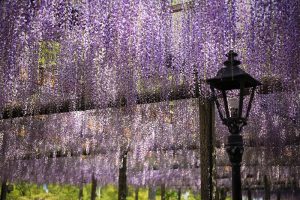 天王川公園　藤まつり　愛知県津島市の観光・撮影スポットの画像と写真