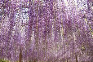 天王川公園　天翔の藤　藤まつり　愛知県津島市の観光・撮影スポットの画像と写真