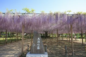 天王川公園　天翔の藤　藤まつり　愛知県津島市の観光・撮影スポットの画像と写真