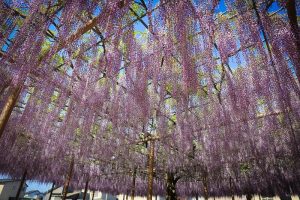 天王川公園　藤まつり　愛知県津島市の観光・撮影スポットの画像と写真