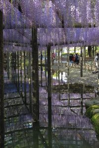 天王川公園　藤まつり　愛知県津島市の観光・撮影スポットの画像と写真天王川公園　藤まつり　愛知県津島市の観光・撮影スポットの画像と写真