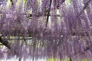 天王川公園　藤まつり　愛知県津島市の観光・撮影スポットの画像と写真