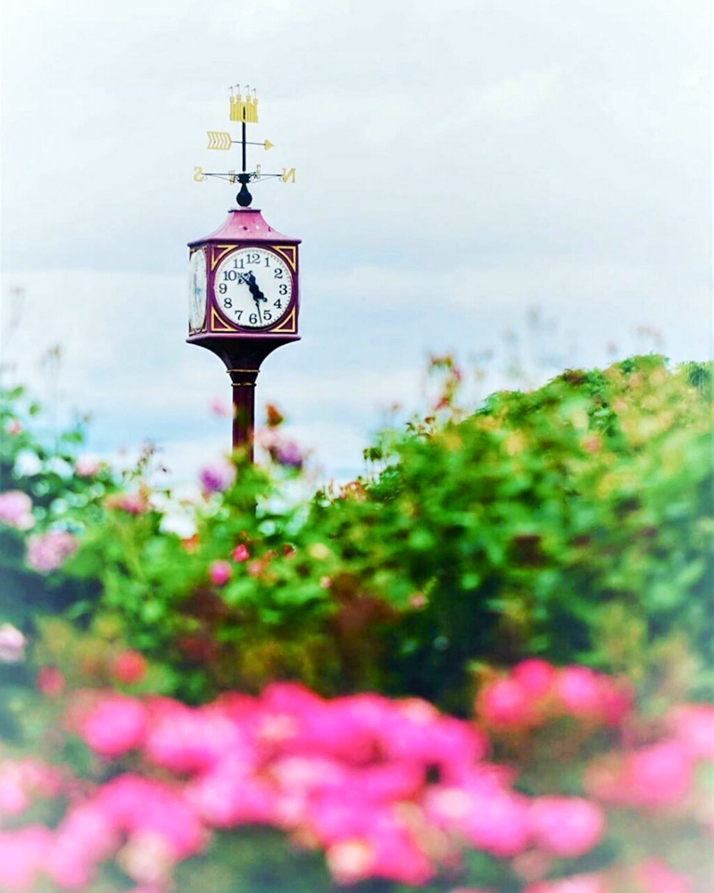 138タワーパーク、バラ、5月の夏の花、愛知県一宮市の観光・撮影スポットの画像と写真