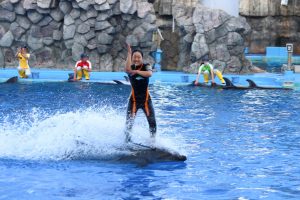 名古屋港水族館　イルカに乗るパフォーマンスショー　名古屋市港区の観光・撮影スポットの画像と写真