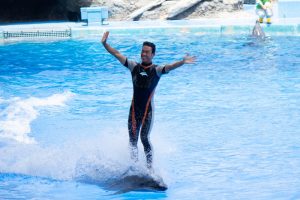 名古屋港水族館　イルカに乗るパフォーマンスショー　名古屋市港区の観光・撮影スポットの画像と写真