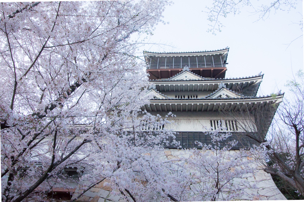 岩崎城　桜　桜祭り　3月　4月　愛知県日進市の観光・撮影スポットの画像と写真