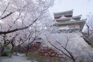 岩崎城　桜　桜祭り　3月　4月　愛知県日進市の観光・撮影スポットの画像と写真