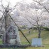 鞍ヶ池公園　桜の道　3月　春の花　愛知県豊田市の観光・撮影スポットの画像と写真
