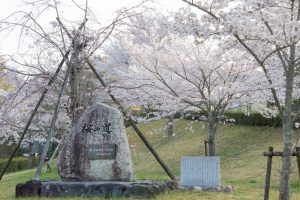 鞍ヶ池公園　桜の道　3月　春の花　愛知県豊田市の観光・撮影スポットの画像と写真