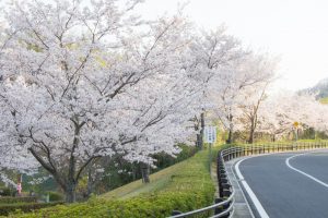 鞍ヶ池鞍ヶ池公園　桜の道　3月　春の花　愛知県豊田市の観光・撮影スポットの画像と写真