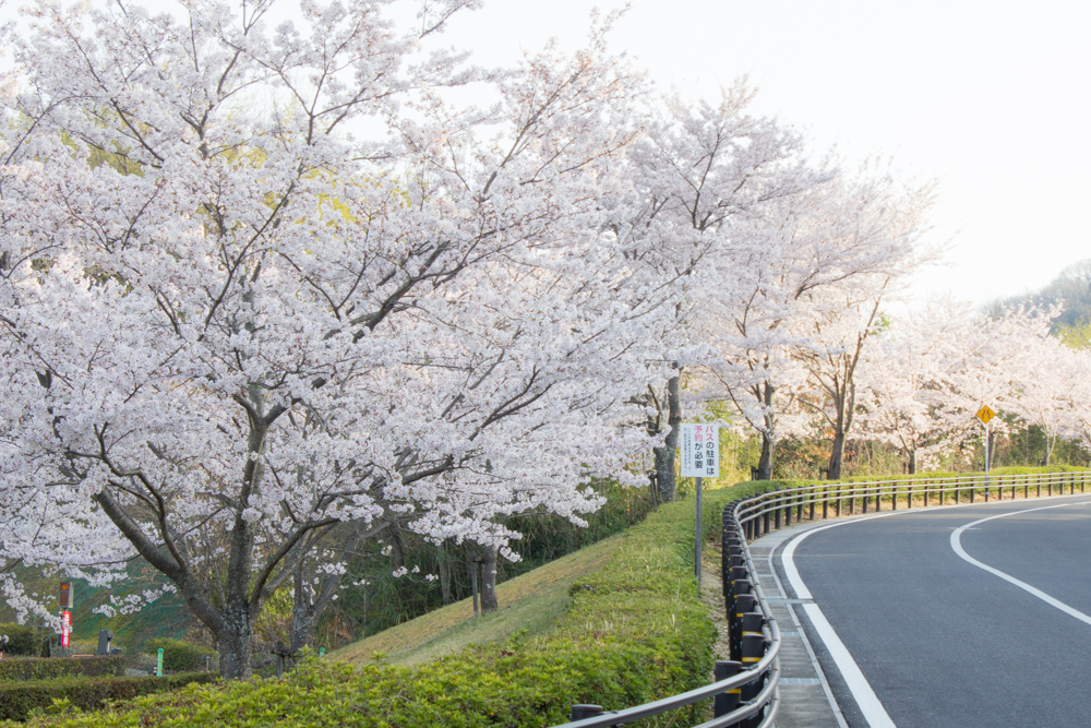 鞍ヶ池公園 桜の道 愛知県豊田市の観光 撮影スポットの名所 東海カメラマップ