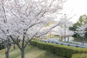 鞍ヶ池公園　桜の道　3月　春の花　愛知県豊田市の観光・撮影スポットの画像と写真