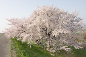 桜堤サブセンター　桜まつり　木曾三川公園　3月4月　岐阜県羽島市の観光・撮影スポットの画像と写真