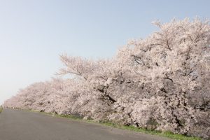 桜堤サブセンター　桜まつり　木曾三川公園　3月4月　岐阜県羽島市の観光・撮影スポットの画像と写真