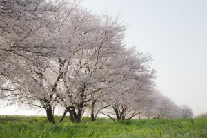桜堤サブセンター　桜まつり　木曾三川公園　3月4月　岐阜県羽島市の観光・撮影スポットの画像と写真