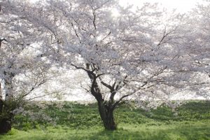 桜堤サブセンター　桜まつり　木曾三川公園　3月4月　岐阜県羽島市の観光・撮影スポットの画像と写真
