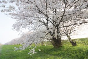 桜堤サブセンター　桜まつり　木曾三川公園　3月4月　岐阜県羽島市の観光・撮影スポットの画像と写真