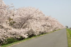桜堤サブセンター　桜まつり　木曾三川公園　3月4月　岐阜県羽島市の観光・撮影スポットの画像と写真
