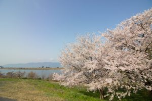 桜堤サブセンター　桜まつり　木曾三川公園　3月4月　岐阜県羽島市の観光・撮影スポットの画像と写真