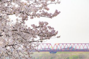 桜堤サブセンター　桜まつり　木曾三川公園　3月4月　岐阜県羽島市の観光・撮影スポットの画像と写真