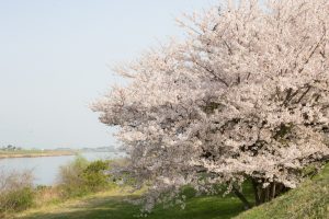 桜堤サブセンター　桜まつり　木曾三川公園　3月4月　岐阜県羽島市の観光・撮影スポットの画像と写真