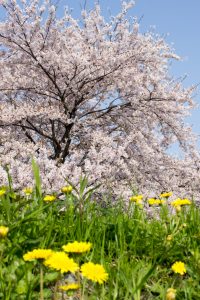 桜堤サブセンター　桜まつり　木曾三川公園　3月4月　岐阜県羽島市の観光・撮影スポットの画像と写真