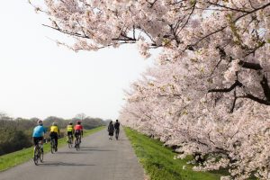 桜堤サブセンター　桜まつり　木曾三川公園　3月4月　岐阜県羽島市の観光・撮影スポットの画像と写真